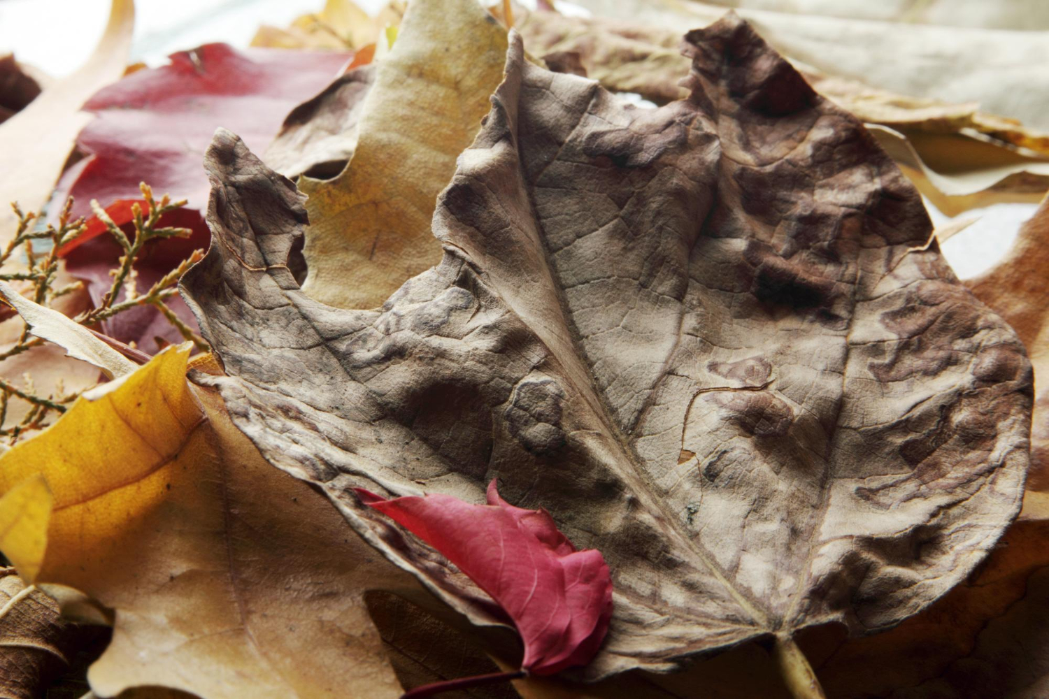 terreau de feuilles mortes